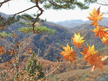 榴莲今天价格查询行情表格最新？ 榴莲今天价格查询行情表格最新图片